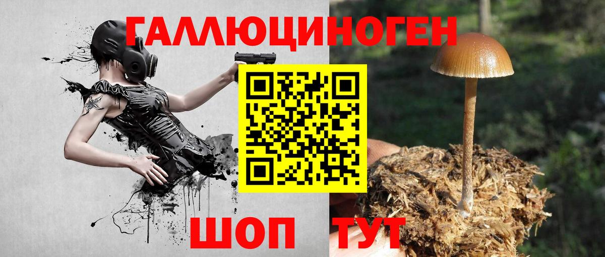 Галлюциногенные грибы Psilocybe Тара
